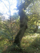 knudret træ i Egeskoven